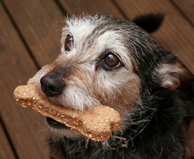 Chinese Dog Products—Will Your Dog Be The Next Victim?