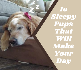 10 Sleepy Pups That Will Make Your Day