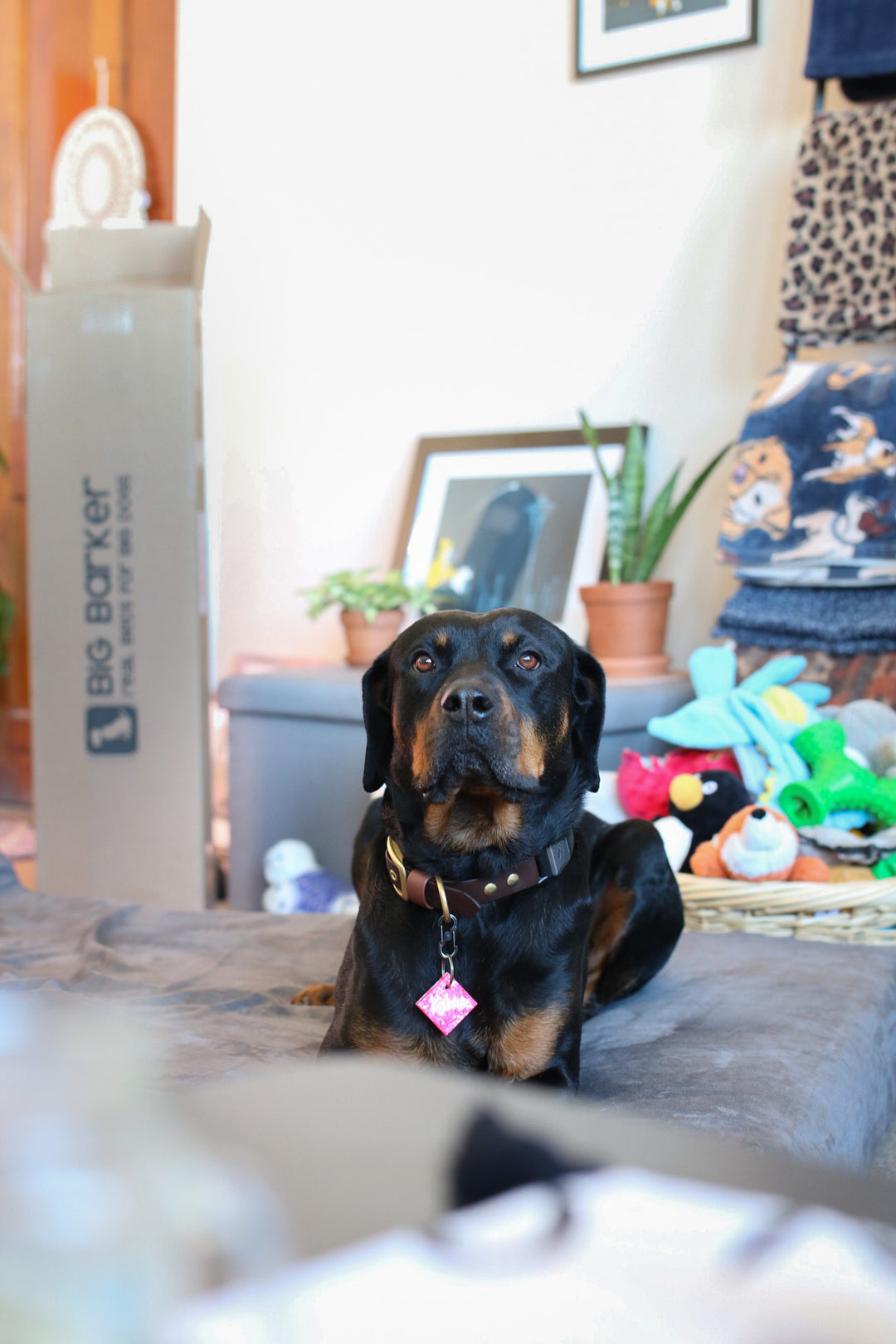 What Size Bed Should I Get My Big Dog?