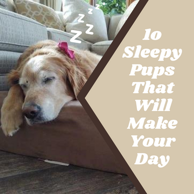 10 Sleepy Pups That Will Make Your Day