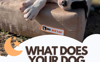 What Does Your Dog Dream Of?