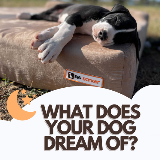 What Does Your Dog Dream Of?