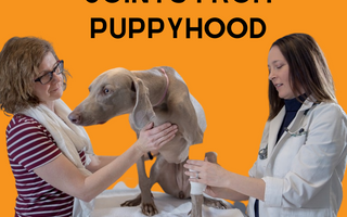 Puppy Health: How to Support Your Puppy's Joints from Puppyhood
