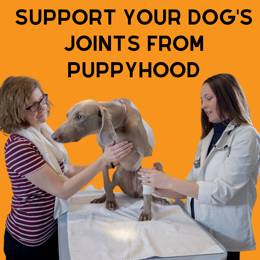 Puppy Health: How to Support Your Puppy's Joints from Puppyhood
