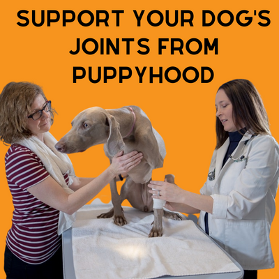 Puppy Health: How to Support Your Puppy's Joints from Puppyhood