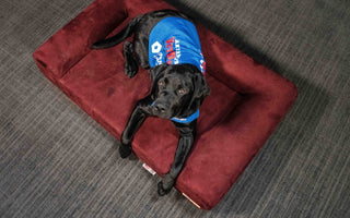 Guide Dog Foundation: Alfie