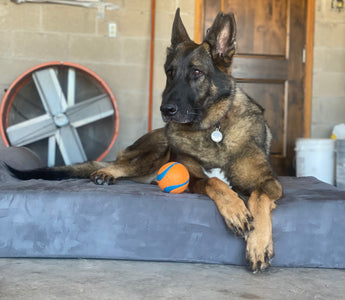 Diesel's Hip Dysplasia | Before and After