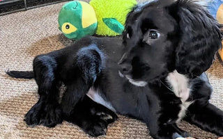 UK Dog Born with Six Legs Rescued