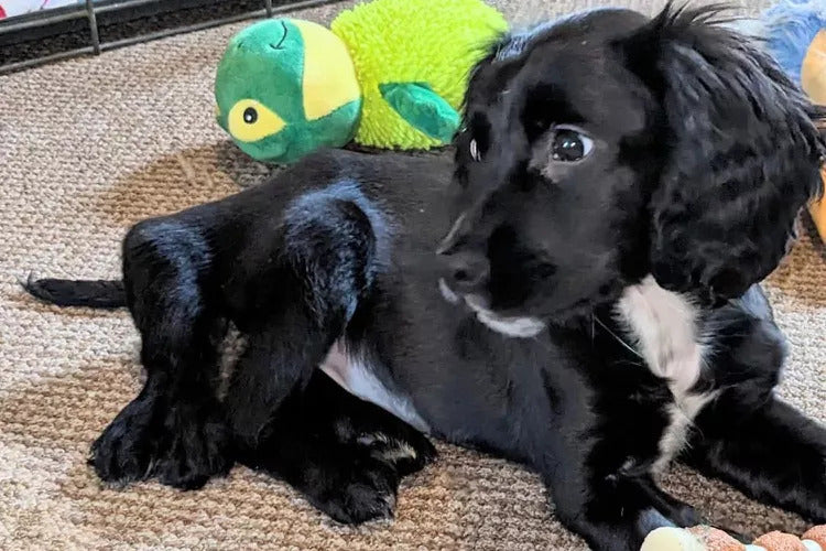 UK Dog Born with Six Legs Rescued