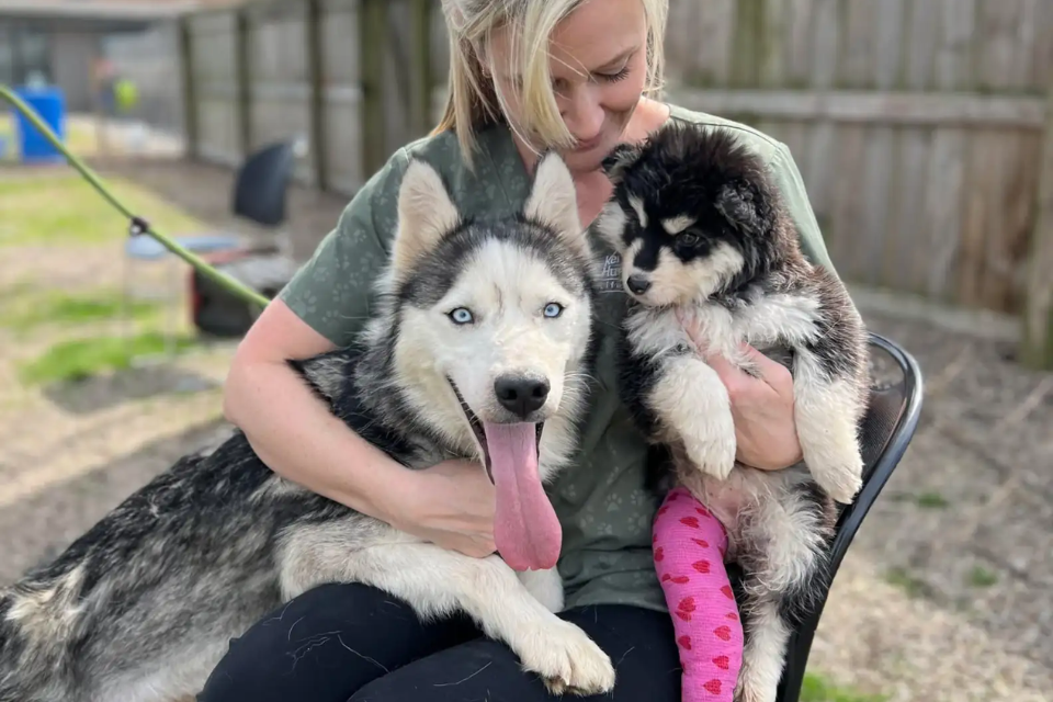 A veterinarian holding two dogs: miss honey and matilda