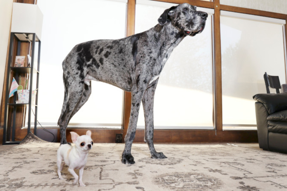 the world's tallest and smallest dogs: A great dane and Chihuahua standing next to each other