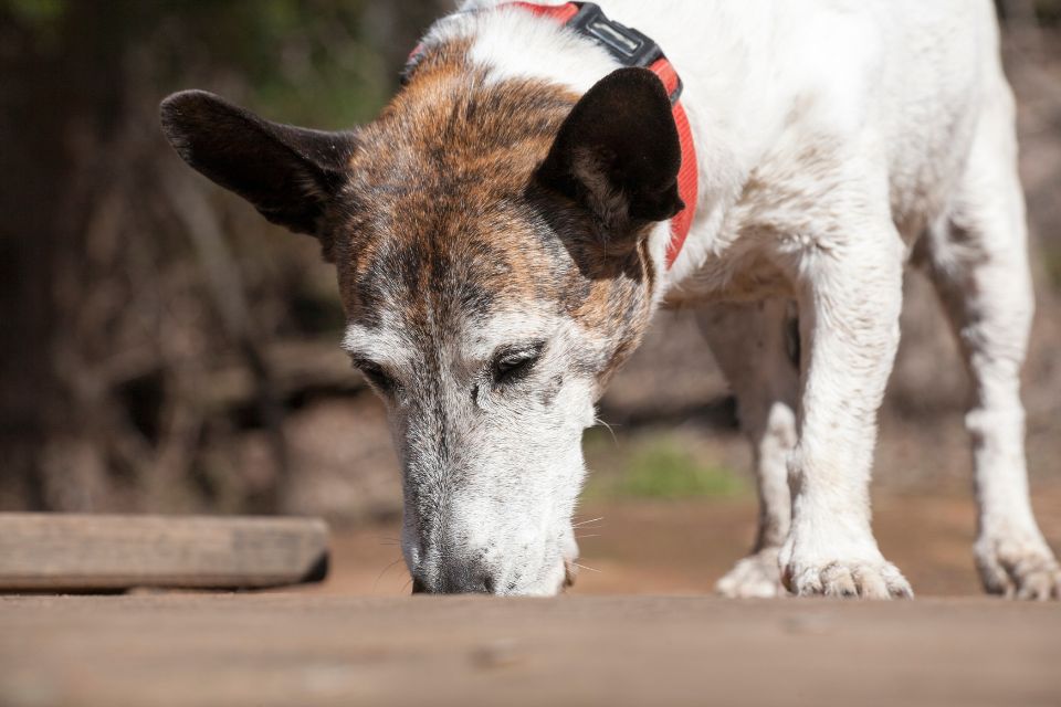 Old dog sniffing ground