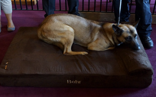 Taking Matters Into His Own Paws! Deputy Franklin & K9 Behr