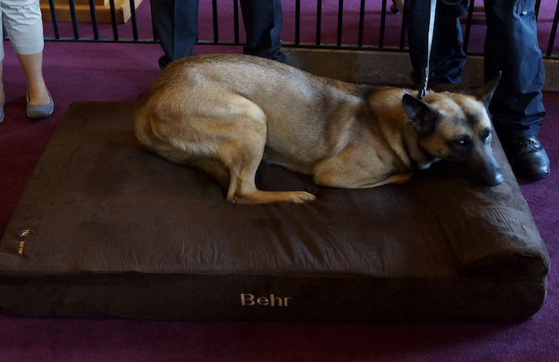 Taking Matters Into His Own Paws! Deputy Franklin & K9 Behr