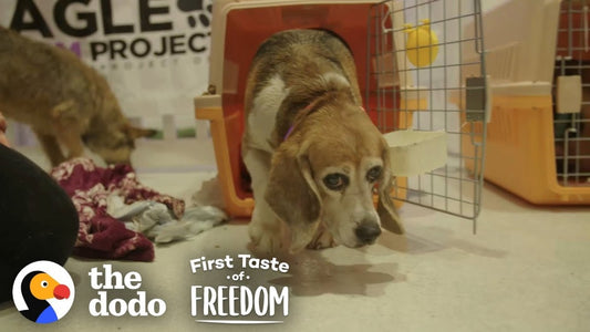 Beagle Who Spent Years In A Lab Cage Finally Gets A Family