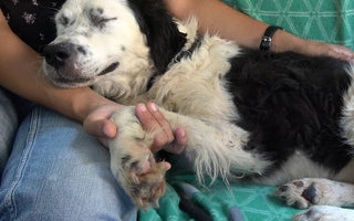 Mistreated Shelter Dog Falls Asleep in Her Rescuer’s Arms