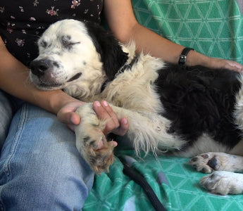 Mistreated Shelter Dog Falls Asleep in Her Rescuer’s Arms