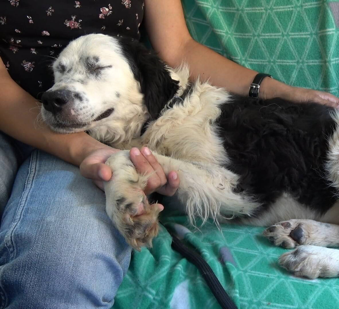 Mistreated Shelter Dog Falls Asleep in Her Rescuer’s Arms