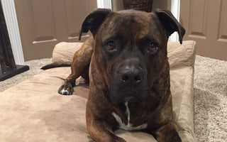 They Tried to Sell Him For Drug Money—Now He Works at Children’s Hospital: The Story of Chad the Pit Bull