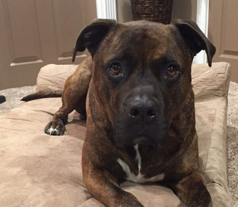 They Tried to Sell Him For Drug Money—Now He Works at Children’s Hospital: The Story of Chad the Pit Bull