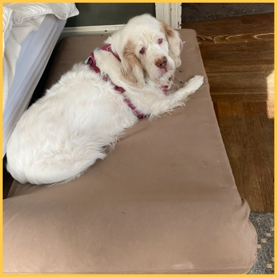 Matilda's Hip Replacement Recovery with Her Big Barker Bed
