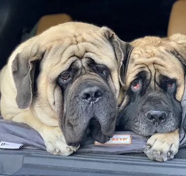 Big Dog Mom's Review of the Backseat Barker SUV Bed