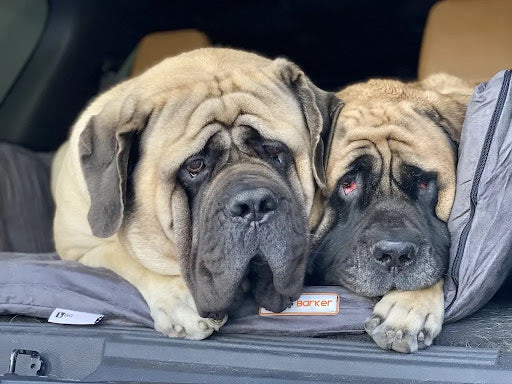 Big Dog Mom's Review of the Backseat Barker SUV Bed