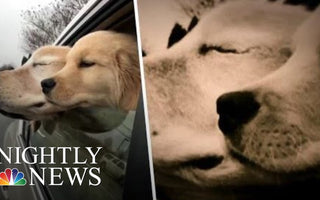 Blind Golden Retriever Gets His Own Four-Legged Seeing-Eye Companion