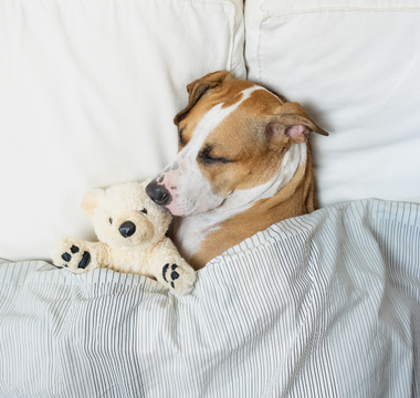 a dog sleeping in a bed under a blanket with a polar bear stuffed animal