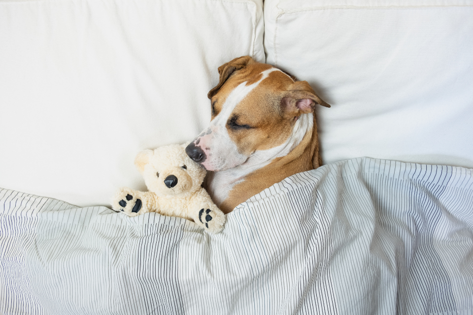 a dog sleeping in a bed under a blanket with a polar bear stuffed animal