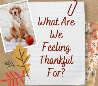 What Are We Feeling Thankful For?
