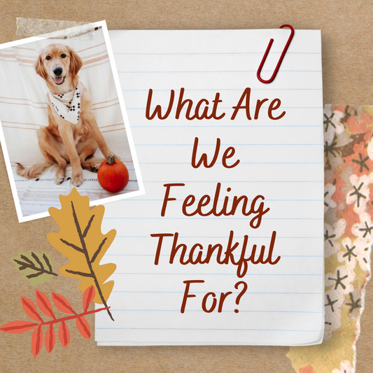 What Are We Feeling Thankful For?
