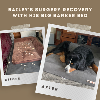 Bailey’s Surgery Recovery With His Big Barker Bed