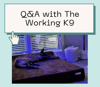 Q&A with The Working K9