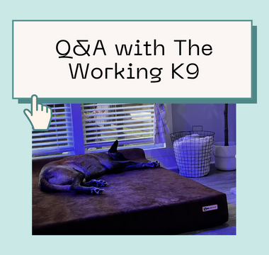 Q&A with The Working K9