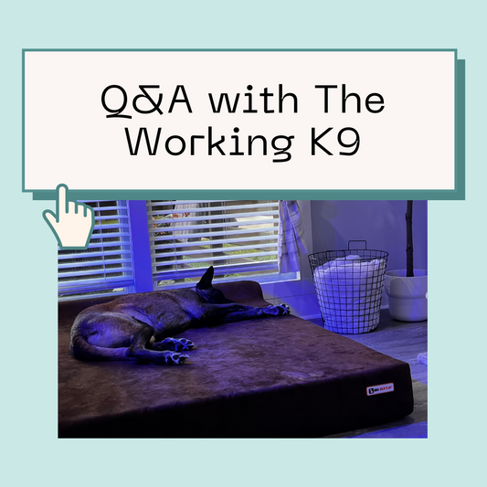 Q&A with The Working K9