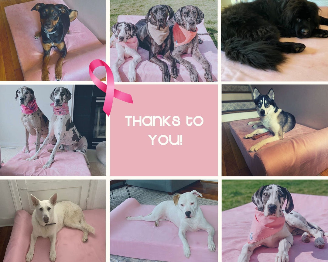 Donation Update: Breast Cancer Awareness Month
