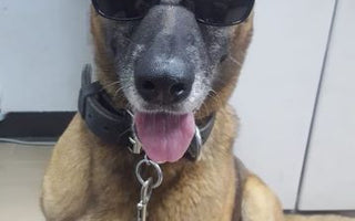 Paws of Honor - K9 Bubba & Jonathan