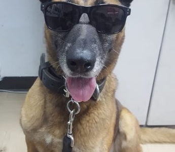 Paws of Honor - K9 Bubba & Jonathan