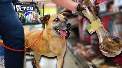 Man Takes Homeless Dog To Pet Store To Buy Him Everything He Touches
