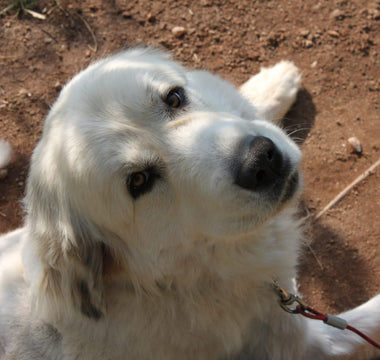 Your Dog Can Sense Your Emotions