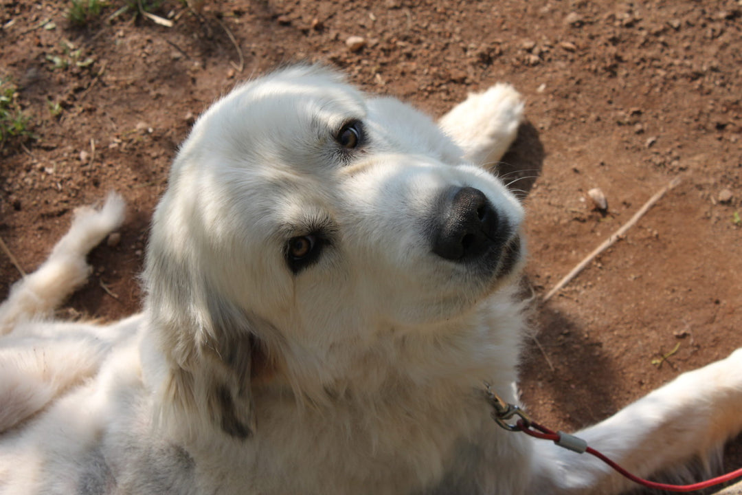 Your Dog Can Sense Your Emotions