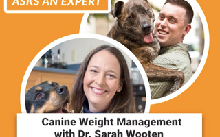 Does a Little Extra Weight Put Your Dog at Risk?