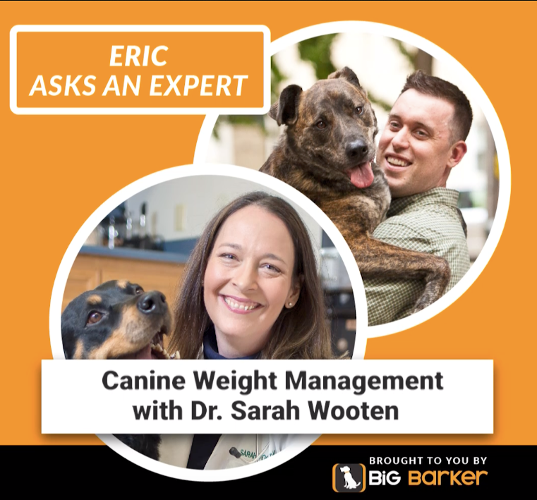 Does a Little Extra Weight Put Your Dog at Risk?