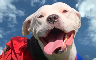 A Magic Moment When This Paralyzed Pit Bull Got Up And Walked Again