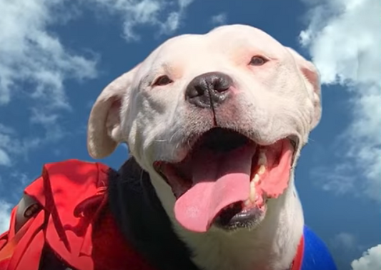 A Magic Moment When This Paralyzed Pit Bull Got Up And Walked Again