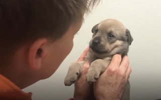 This Incredible Woman Saves Dogs From The Streets of St. Louis Every Day