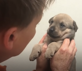 This Incredible Woman Saves Dogs From The Streets of St. Louis Every Day