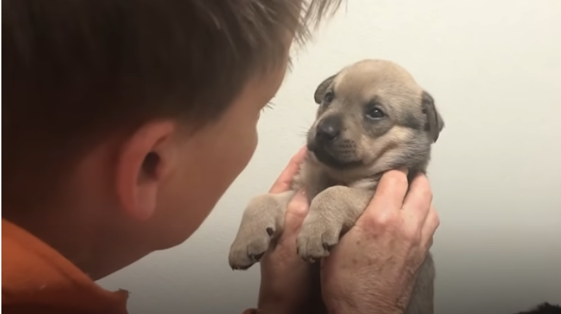This Incredible Woman Saves Dogs From The Streets of St. Louis Every Day