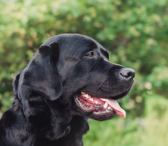 Caring For Your Aging Dog: 5 Tips